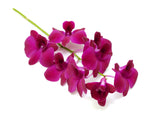 Dendrobium Orchids Purple - BloomsyShop.com
