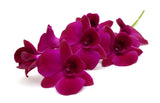 Dendrobium Orchids Purple - BloomsyShop.com