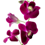 Dendrobium Orchids Purple - BloomsyShop.com