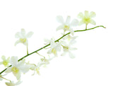 Dendrobium Orchids White - BloomsyShop.com