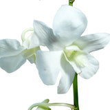 Dendrobium Orchids White - BloomsyShop.com