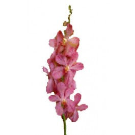 Orchids Aranda Nora Pink - BloomsyShop.com