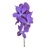 Orchids Aranda Nora Purple - BloomsyShop.com