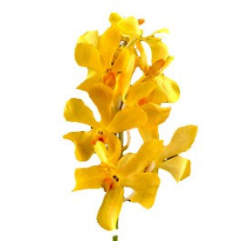 Orchids Aranda Nora Yellow - BloomsyShop.com
