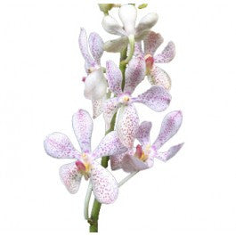 Orchids Mokara Bicolor White-Pink - BloomsyShop.com