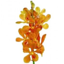 Orchids Mokara Orange - BloomsyShop.com