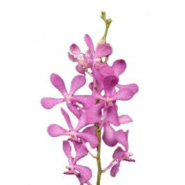 Orchids Mokara Pink - BloomsyShop.com