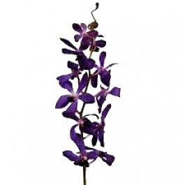 Orchids Mokara Purple - BloomsyShop.com