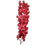 Orchids Mokara Red - BloomsyShop.com