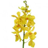 Orchids Mokara Yellow - BloomsyShop.com