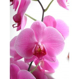 Orchids Phalaenopsis Pink - BloomsyShop.com
