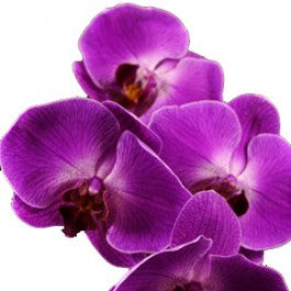 Orchids Phalaenopsis Purple - BloomsyShop.com