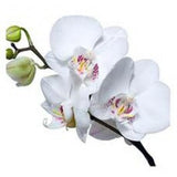 Orchids Phalaenopsis White - BloomsyShop.com