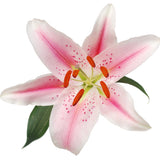 Oriental Lilies Starfighter - BloomsyShop.com