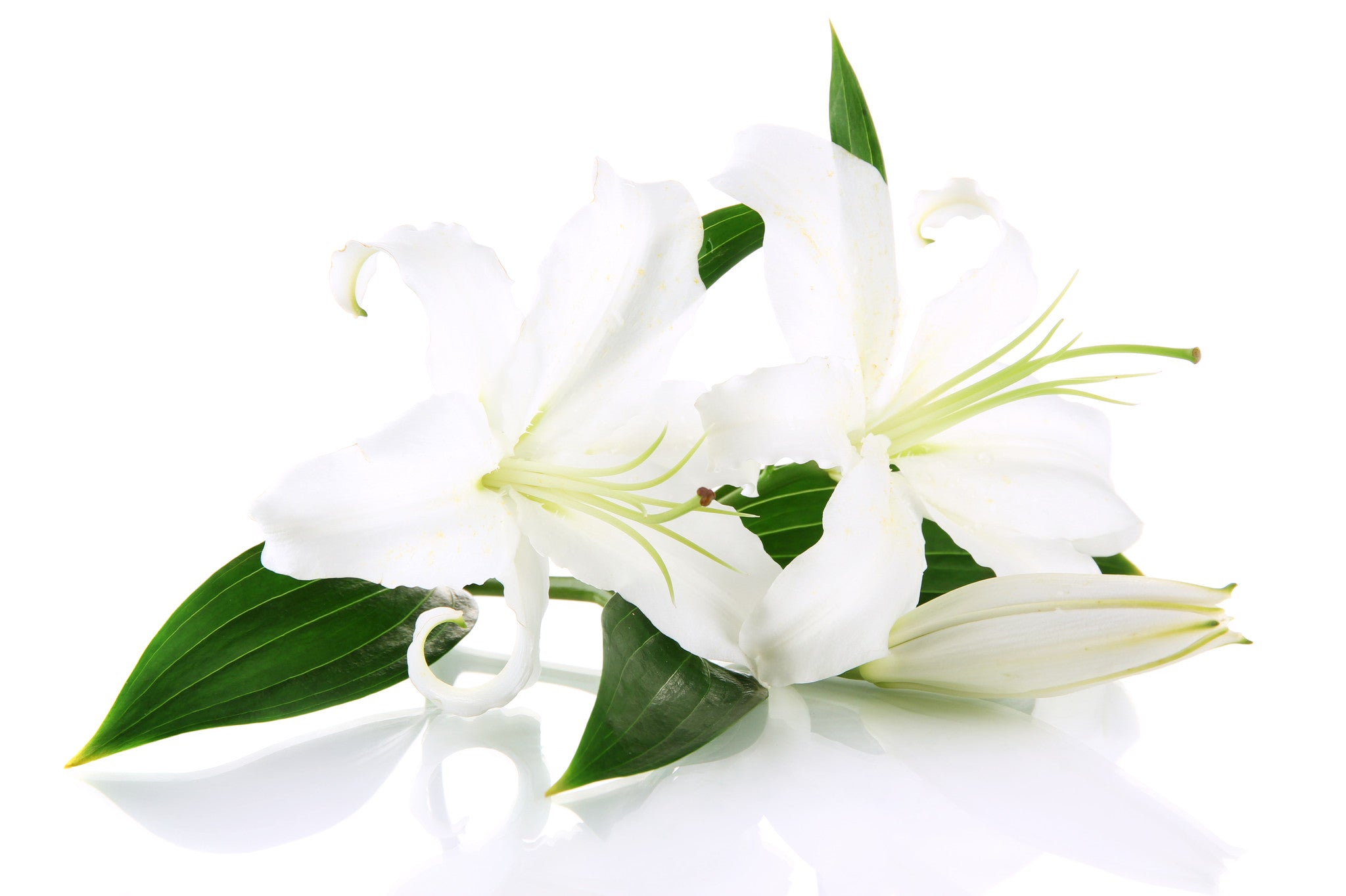 Oriental Lilies White - BloomsyShop.com
