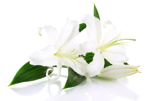 Oriental Lilies White - BloomsyShop.com