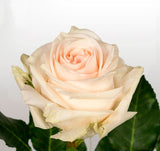 Roses Peach Pastella - BloomsyShop.com