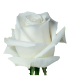Roses White Playa Blanca - BloomsyShop.com