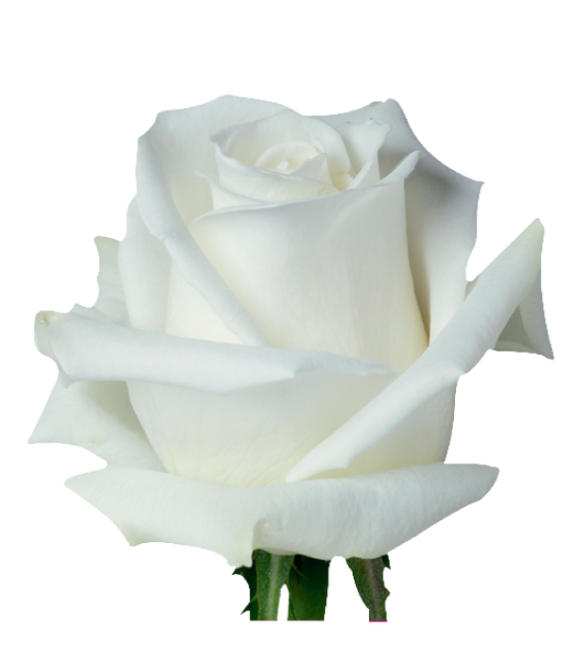 Roses White Playa Blanca - BloomsyShop.com