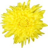 Pom Poms Cushion Yellow - BloomsyShop.com