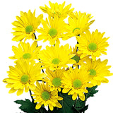 Pom Poms Daisy Yellow - BloomsyShop.com