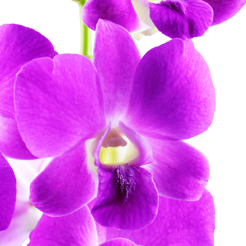 Dendrobium Orchids Queen Pink - BloomsyShop.com