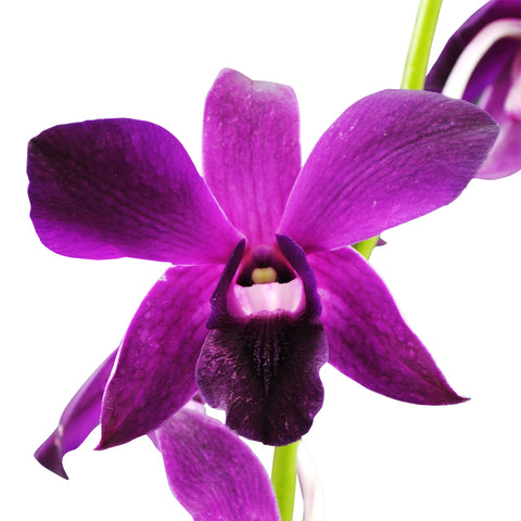 Dendrobium Orchids Redbull - BloomsyShop.com