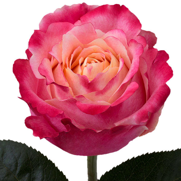 Roses Bicolor Orange 3D - BloomsyShop.com