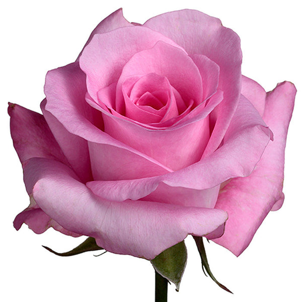 Roses Light Pink Blushing Akito - BloomsyShop.com