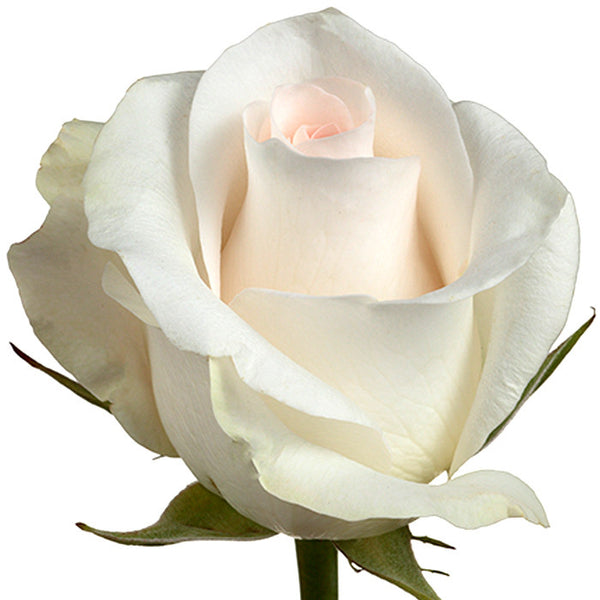 Roses Cream/Peach Bridal Akito - BloomsyShop.com