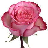 Roses Bicolor Pink Carrousel - BloomsyShop.com