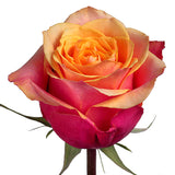 Roses Bicolor Orange Cherry Brandy - BloomsyShop.com