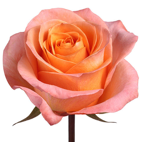 Roses Peach Coral Reef - BloomsyShop.com