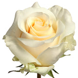 Roses Cream/Peach Creme de la Creme - BloomsyShop.com