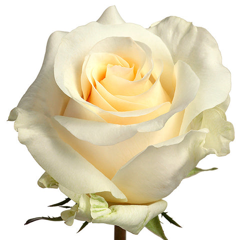 Roses Cream/Peach Creme de la Creme - BloomsyShop.com