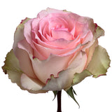 Roses Bicolor Pink Esperance - BloomsyShop.com