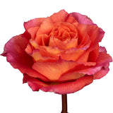 Roses Bicolor Orange Free Spirit - BloomsyShop.com