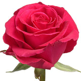Roses Hot Pink Hot Lady - BloomsyShop.com