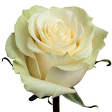 Roses White Mondial - BloomsyShop.com