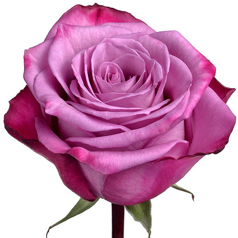 Roses Purple Moody Blues - BloomsyShop.com