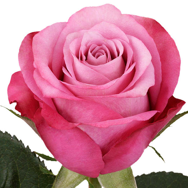 Roses Lavender Opus - BloomsyShop.com