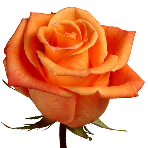 Roses Orange Orange Unique - BloomsyShop.com