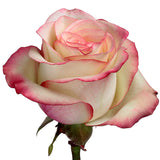 Roses Bicolor Pink Paloma - BloomsyShop.com