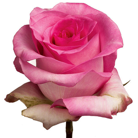 Roses Medium Pink Priceless - BloomsyShop.com