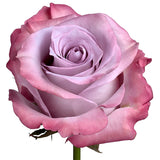 Roses Lavender Purple Haze - BloomsyShop.com
