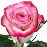 Roses Bicolor Pink Raspberry Ice - BloomsyShop.com