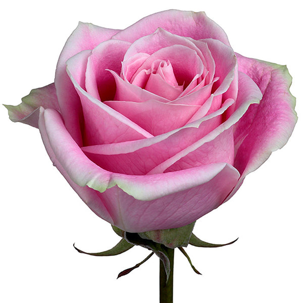 Roses Bicolor Pink Rosita Vendela - BloomsyShop.com