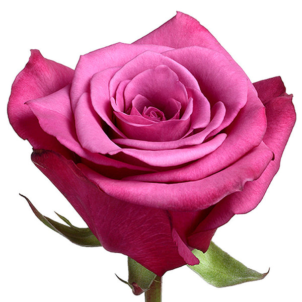 Roses Purple Shogun - BloomsyShop.com