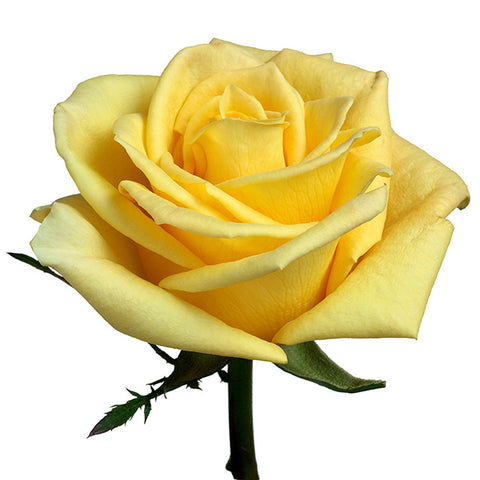 Roses Yellow Skyline - BloomsyShop.com