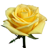 Roses Yellow Stardust - BloomsyShop.com